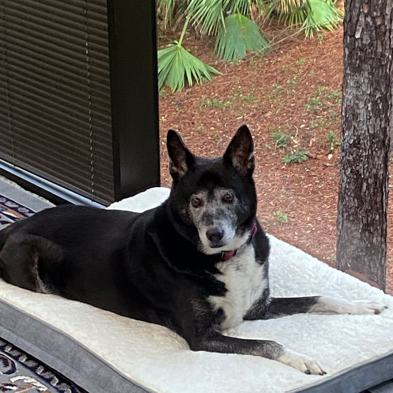 Bindi the Therapy Dog