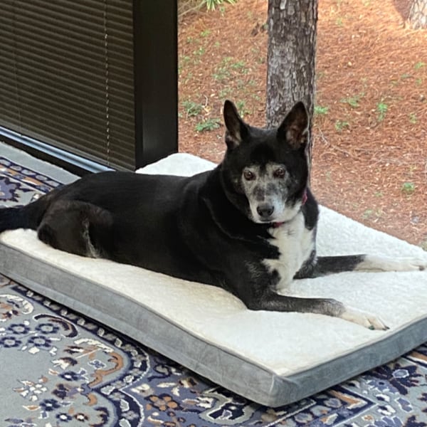 Bindi the Therapy Dog